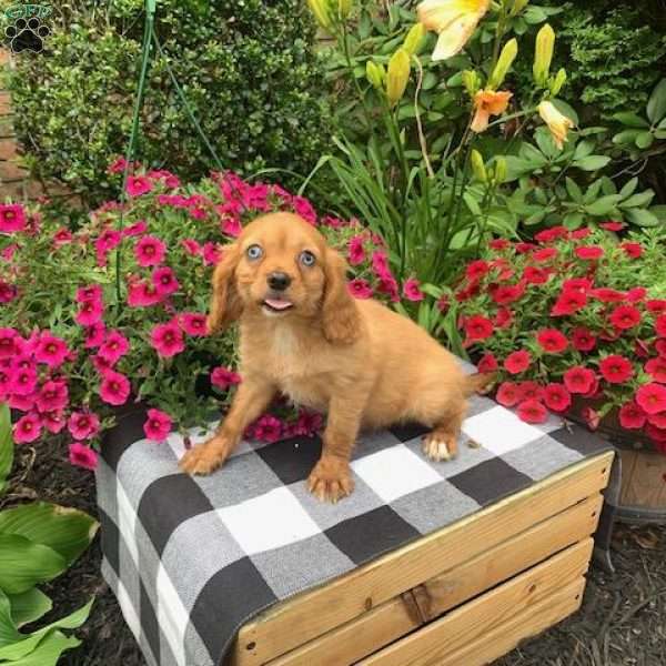 Rustie, Cavalier King Charles Spaniel Puppy